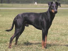 Manchester Terrier